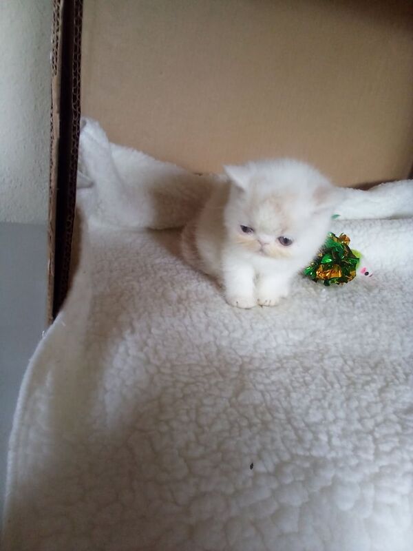 Persian kittens for sale in Tayport, Fife – 11 weeks old - Image 2 of 3