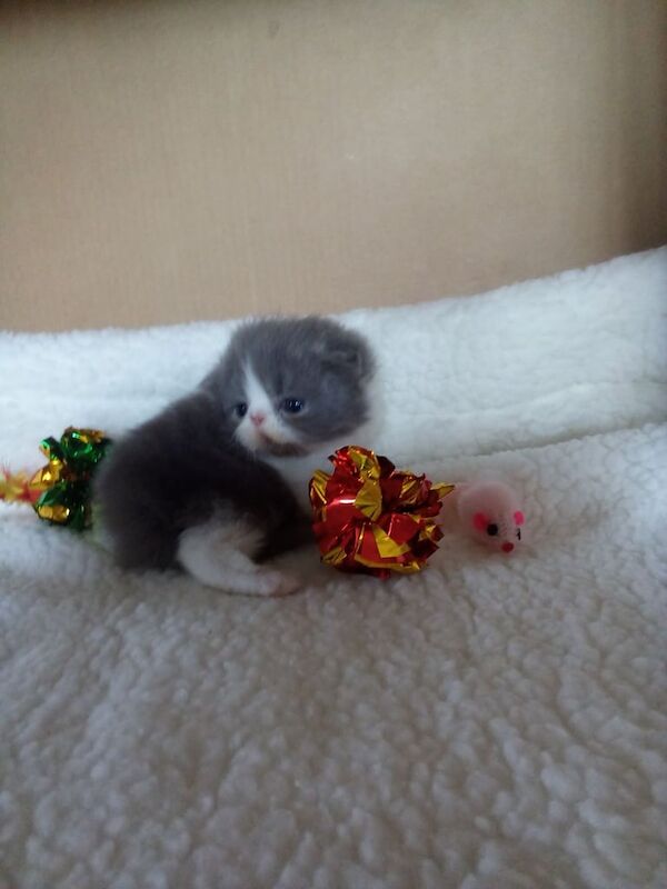 Persian kittens for sale in Tayport, Fife – 11 weeks old - Image 3 of 3