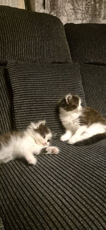 Persian kittens for sale in Southall, Greater London – 5 weeks old