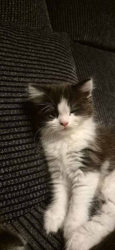 Persian kittens for sale in Southall, Greater London – 5 weeks old - Image 2 of 3