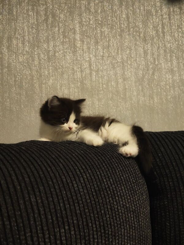 Persian kittens for sale in Southall, Greater London – 5 weeks old - Image 3 of 3
