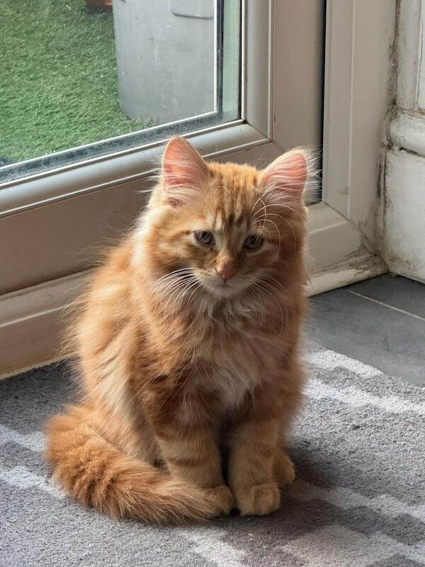 Persian kittens for sale in Norbury, Greater London β 11 weeks old