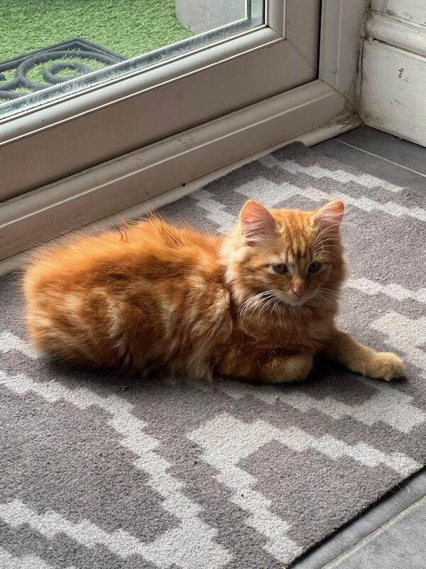 Persian kittens for sale in Norbury, Greater London – 11 weeks old - Image 2 of 3