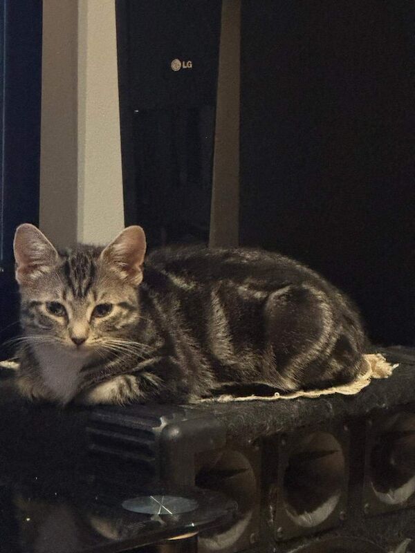 Persian kittens for sale in Norbury, Greater London – 11 weeks old - Image 3 of 3