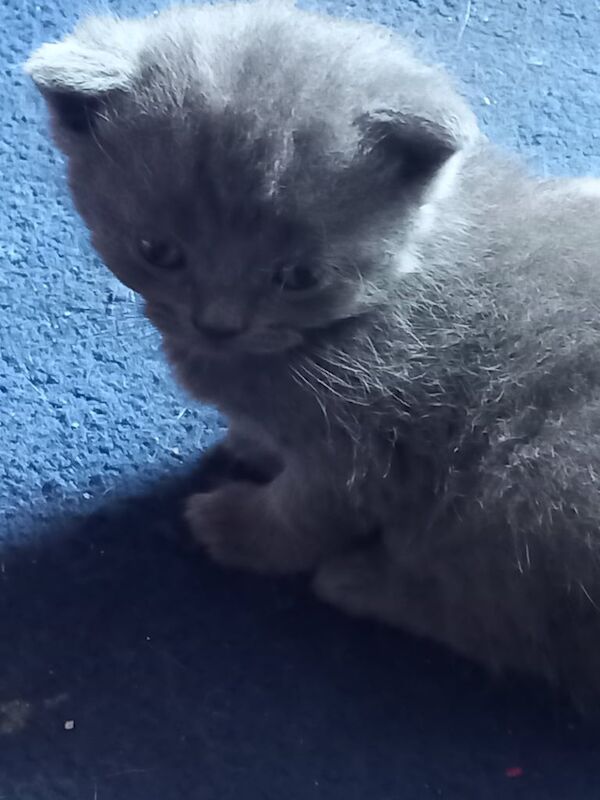 Persian kittens for sale in Halifax, West Yorkshire – 8 weeks old