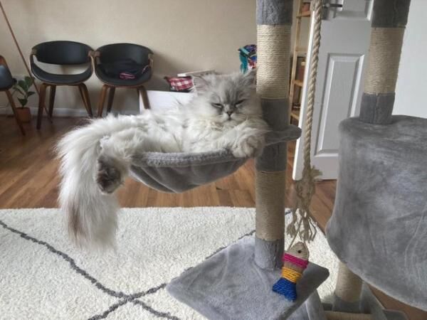 Two year old male Persian Chinchilla Cat for sale in London