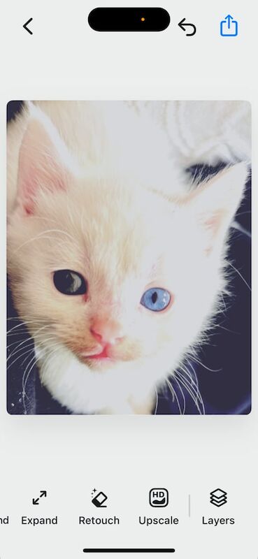 VERY RARE! Part Persian White Kitten With One Blue Eye & One Green Eye! for sale in Stanstead Abbotts, Hertfordshire