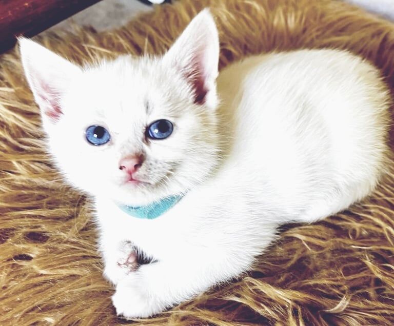 Very Special Rare Pure White Blue Eyed Kitten! for sale in Stanstead Abbotts, Hertfordshire