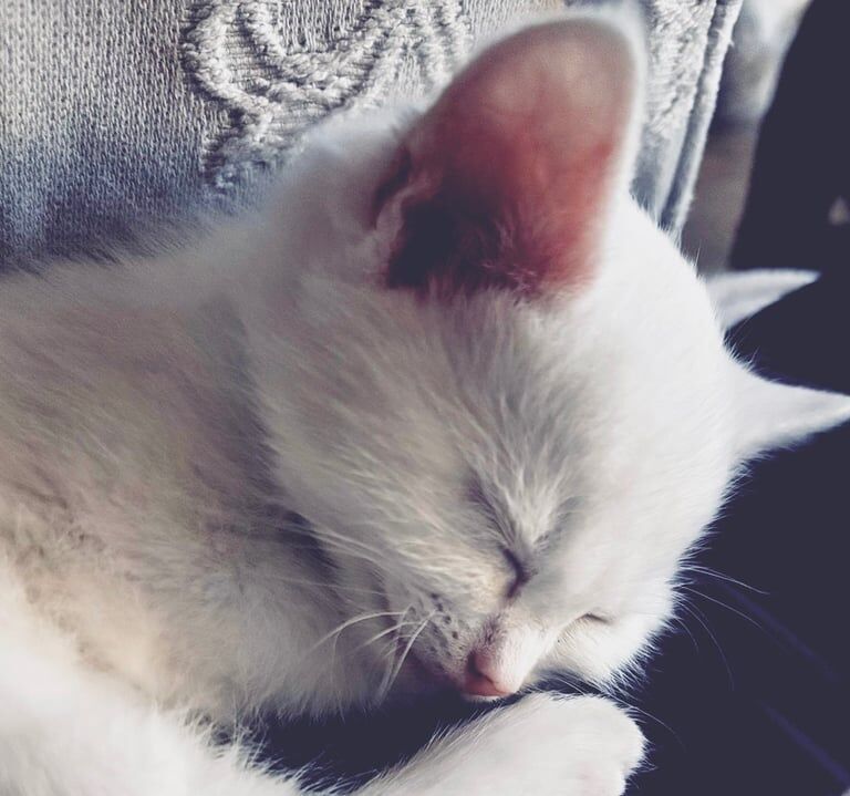 Very Special Rare Pure White Blue Eyed Kitten! for sale in Stanstead Abbotts, Hertfordshire | Image 2