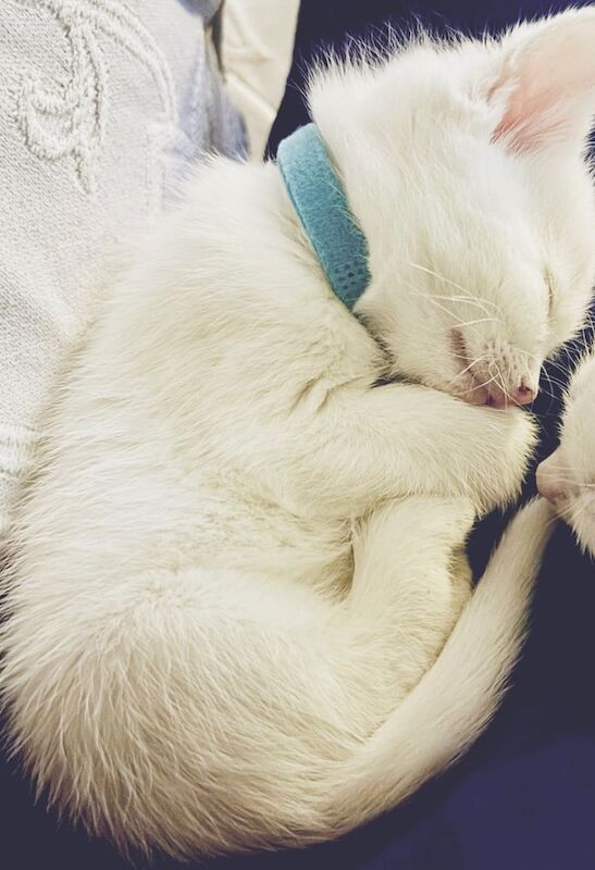 Very Special Rare Pure White Blue Eyed Kitten! for sale in Stanstead Abbotts, Hertfordshire | Image 3