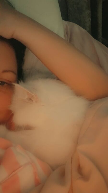 Persian kittens for sale in Seaham, Durham – 4 years old - Image 2 of 3