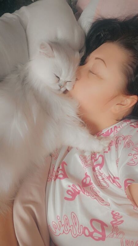 Persian kittens for sale in Seaham, Durham – 4 years old - Image 3 of 3