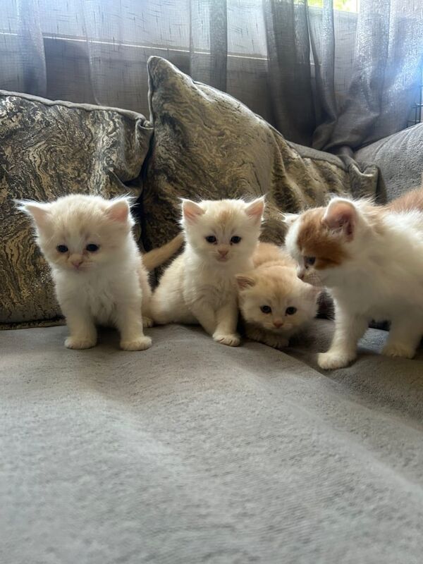 X persian kittens for sale in Cricklewood, Greater London