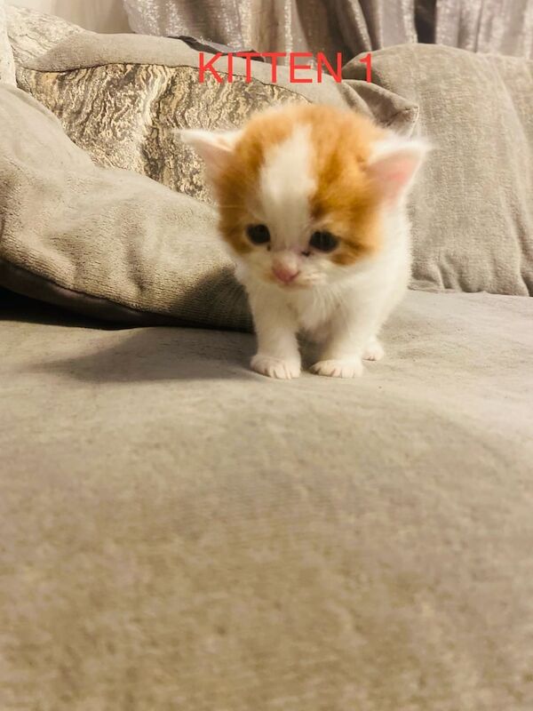 X persian kittens for sale in Cricklewood, Greater London - Image 2