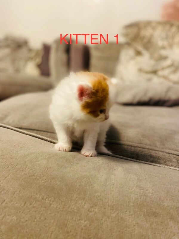 X persian kittens for sale in Cricklewood, Greater London - Image 3