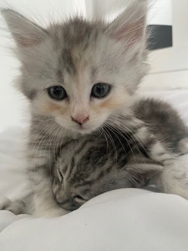Persian kittens for sale in South East London, London – 3 months old