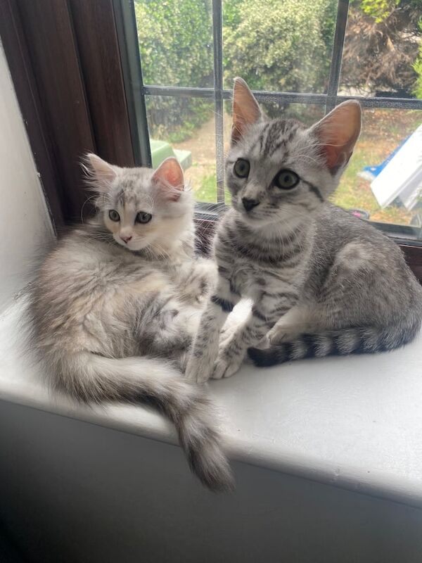 Persian kittens for sale in South East London, London – 3 months old - Image 2 of 3