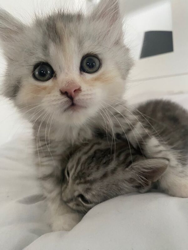 Persian kittens for sale in South East London, London – 3 months old - Image 3 of 3